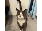 Adopt Pudgie a Domestic Short Hair