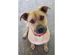 Adopt Bubba a Labrador Retriever, German Shepherd Dog