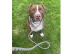 Adopt DUKE a Pit Bull Terrier, Mixed Breed