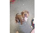 Adopt MARSHALL a Pit Bull Terrier