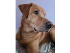 Adopt Madigan a Golden Retriever