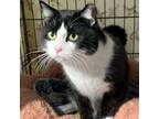 Adopt Dexter a Domestic Short Hair