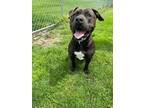 Adopt Pooh Bear a Pit Bull Terrier, Mixed Breed