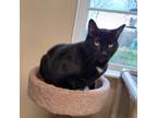 Adopt Boo a Domestic Short Hair