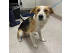 Adopt Jeb a Treeing Walker Coonhound, Cattle Dog