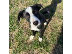 Adopt Lightening McQueen a Border Collie