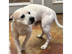 Adopt Max a Pit Bull Terrier, Boston Terrier