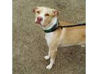Adopt Ody a Mixed Breed