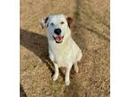 Adopt Atlas a Great Pyrenees