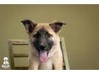Adopt OTTER a German Shepherd Dog