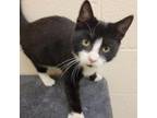 Adopt Motor (Nugget) a Domestic Short Hair