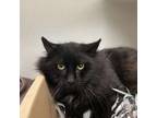 Adopt Knight a Domestic Long Hair