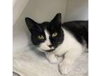 Adopt Abu a Domestic Short Hair