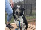 Adopt Prince a Border Collie, Mixed Breed