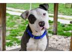 Adopt Harvey a Mixed Breed