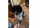Adopt Available - Beauford/Ashe a English Setter