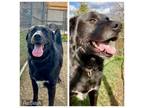 Adopt GUINESS a Labrador Retriever, Mixed Breed