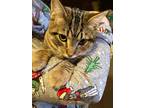 Adopt Magnus & Maximus a American Shorthair, Bengal