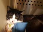 Adopt Loki a Domestic Short Hair