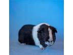 Adopt Snowshoe a Guinea Pig