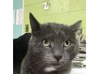 Adopt Dom a Domestic Short Hair