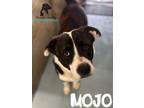 Adopt Mojo a Pit Bull Terrier, Great Pyrenees