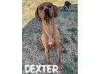 Adopt Dexter a Hound