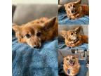 Adopt Fred ~ a Dachshund