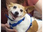 Adopt Radar ~ a Jack Russell Terrier
