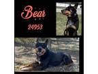 Adopt Bear a Australian Cattle Dog / Blue Heeler, Rottweiler