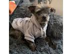 Adopt Fozzy a Shih Tzu, Yorkshire Terrier