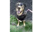 Adopt Ozzie a German Shepherd Dog, Rottweiler