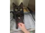 Adopt Patrick McFluffy a Domestic Medium Hair, Domestic Short Hair