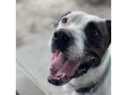 Adopt ROONEY a Pit Bull Terrier, Mixed Breed