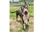 Adopt RODEO a Pit Bull Terrier, Mixed Breed