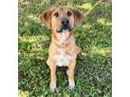 Adopt SCOTTIE a Labrador Retriever, Mixed Breed