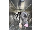 Adopt Basil a Pit Bull Terrier, Mixed Breed