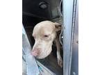 Adopt Magic a Pit Bull Terrier, Mixed Breed