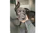 Adopt Pippin a Pit Bull Terrier, Mixed Breed