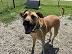 Adopt Kane a Mastiff, Pit Bull Terrier