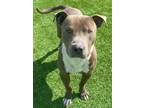 Adopt Moose a Pit Bull Terrier, Mixed Breed