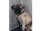 Adopt CHAMOY a Pug