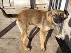 Adopt BANDIT a German Shepherd Dog, Belgian Shepherd / Malinois