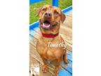 Adopt Timothy a Vizsla, Rhodesian Ridgeback