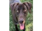 Adopt INKY a Labrador Retriever, Mixed Breed