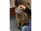 Adopt Meatloaf a Russian Blue