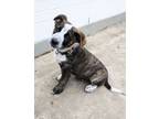 Adopt Ernie a Australian Cattle Dog / Blue Heeler, Labrador Retriever