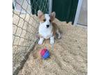Pembroke Welsh Corgi Puppy for sale in Martinsville, VA, USA