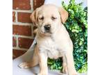 Labrador Retriever Puppy for sale in Syracuse, IN, USA