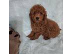 Poodle (Toy) Puppy for sale in Telephone, TX, USA